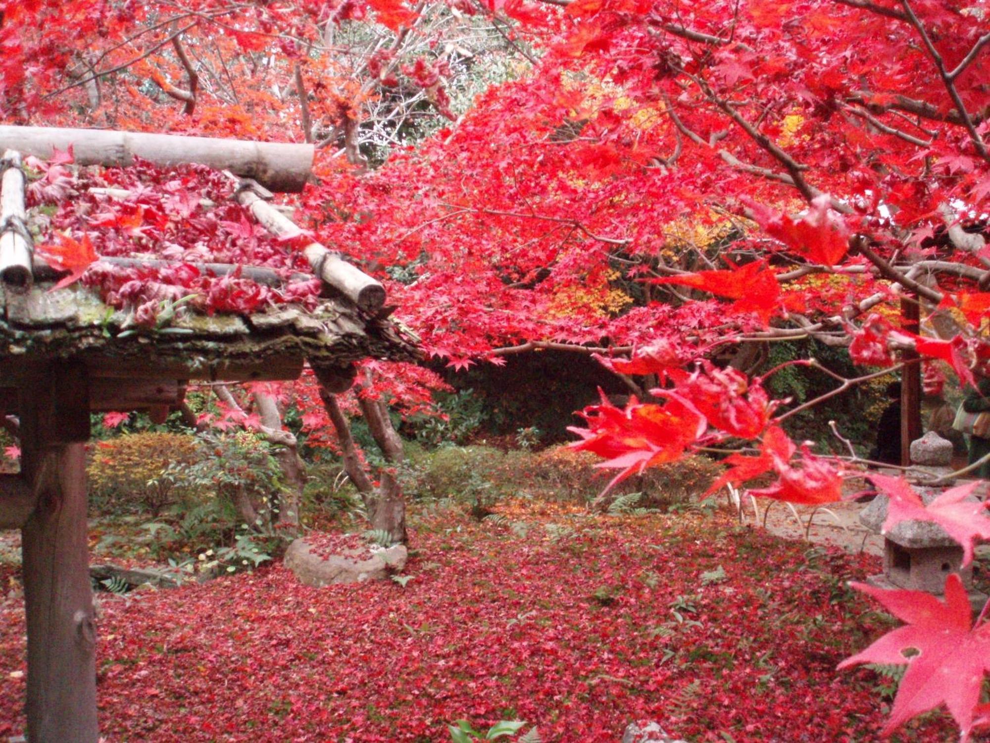 Kamuroan Kyoto Exteriör bild